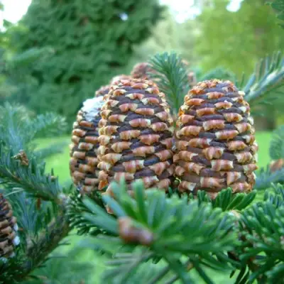 Пихта ФРАЗЕРА в Светлогорске