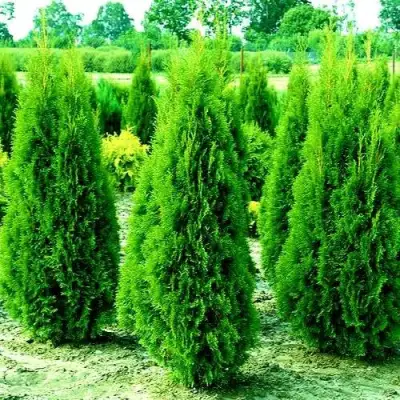 Туя ВИДМАНТ западная в Светлогорске