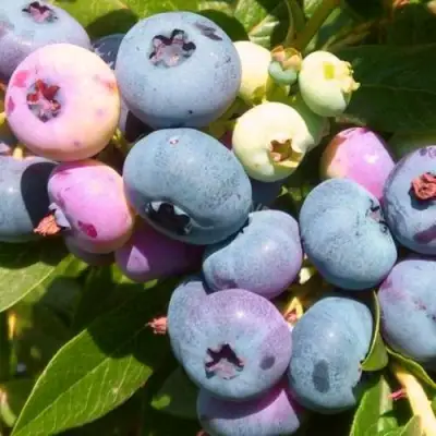 Голубика ЭЛИЗАБЕТ в Светлогорске