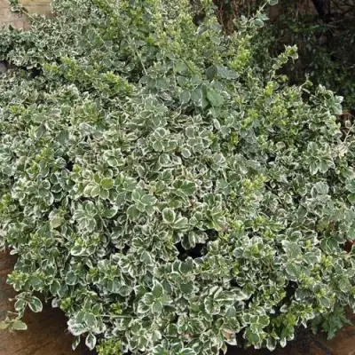 Бересклет ЭМЕРАЛЬД ГАИТИ форчуна  в Светлогорске