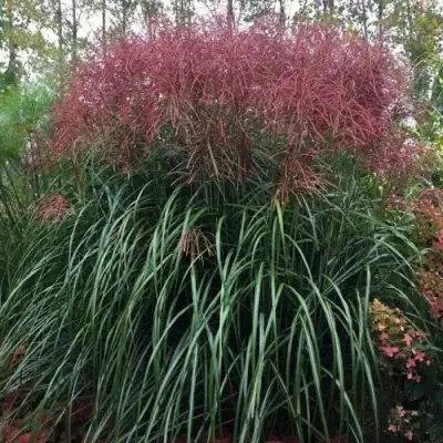 Мискантус МАЛЕПАРТУС китайский  в Светлогорске