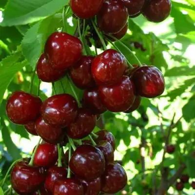 Вишня ВОСТОРГ колонновидная в Светлогорске