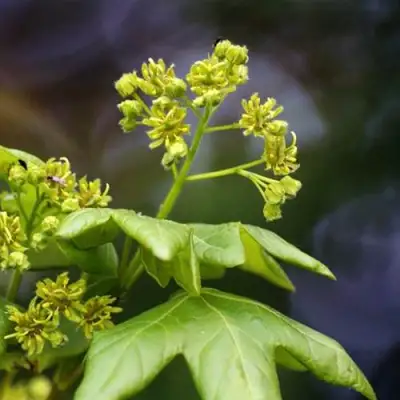 Клен полевой в Светлогорске