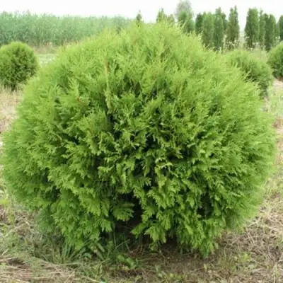 Туя ГЛОБОЗА западная в Светлогорске