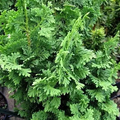 Туя ЗМАТЛИК западная в Светлогорске