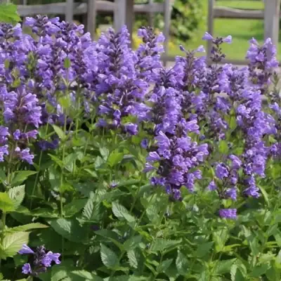 Котовник БЛЮ ДРИМС полусидячий в Светлогорске