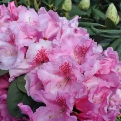 Рододендрон КЛАУДИУС в Светлогорске