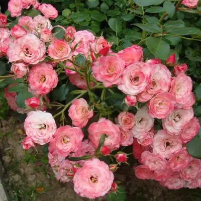 Роза ПАТ ДЕ ВЕЛЮР шраб в Светлогорске