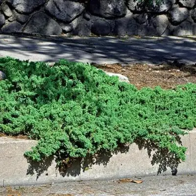 Можжевельник НАНА лежачий в Светлогорске