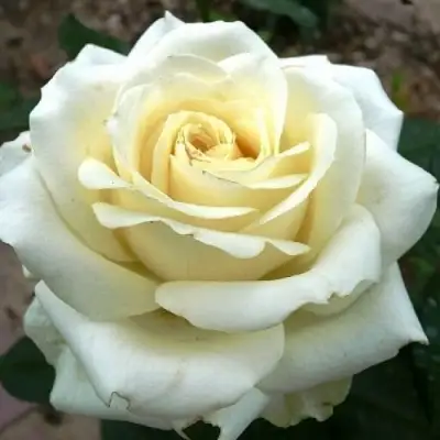 саженцы розы Эдванс