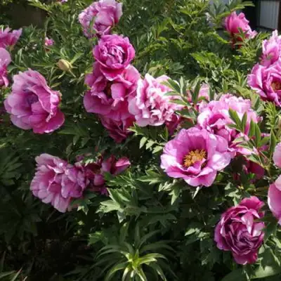 Пион ВРАТА ХРАМА древовидный  в Светлогорске