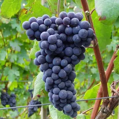 Виноград МУКУЗАНИ в Светлогорске