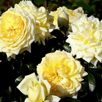 Роза НАДЯ МЕЙДИЛАНД почвопокровная в Светлогорске