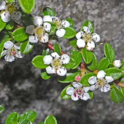 Кизильник ТАНГСТЕДТ горизонтальный  в Светлогорске
