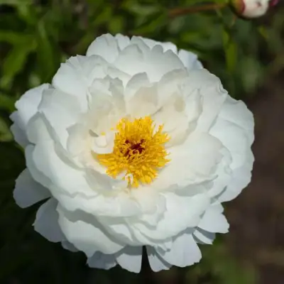 Пион МИСС АМЕРИКА травянистый в Светлогорске