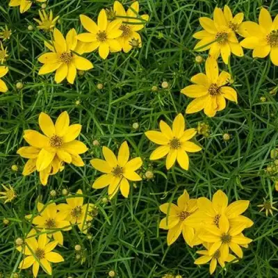 Кореопсис мутовчатый в Светлогорске