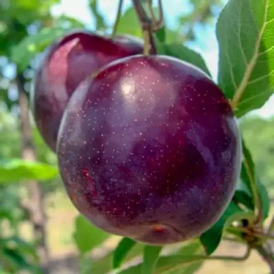 Слива АНЖЕЛИНО в Светлогорске