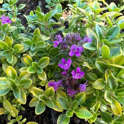 Тимьян АРЧЕРЗ ГОЛД в Светлогорске