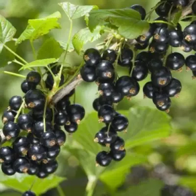 Смородина черная БЕН КОНАН в Светлогорске