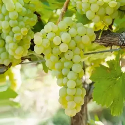 Виноград КИШМИШ МУСКАТНЫЙ в Светлогорске