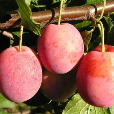 Слива ВИКТОРИЯ в Светлогорске