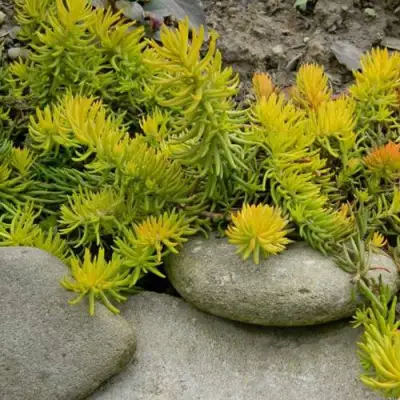 Очиток (седум) АНГЕЛИНА оттогнутый в Светлогорске