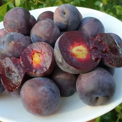 Сливово-вишневый гибрид МЕЙНОР в Светлогорске