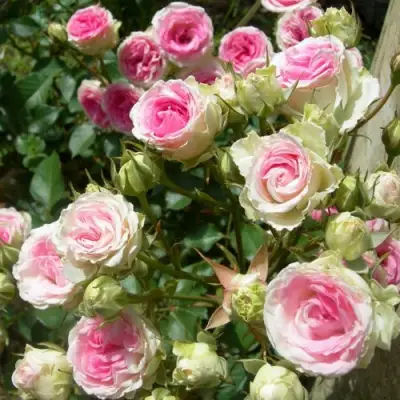 Роза МИМИ ЭДЕН спрей в Светлогорске