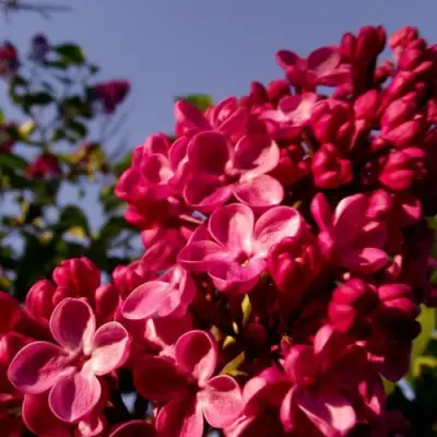 Сирень КРАСНАЯ МОСКВА в Светлогорске