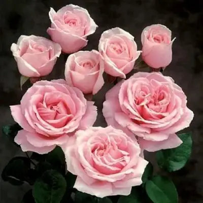 Роза ФРЕДЕРИК МИСТРАЛЬ чайно-гибридная в Светлогорске