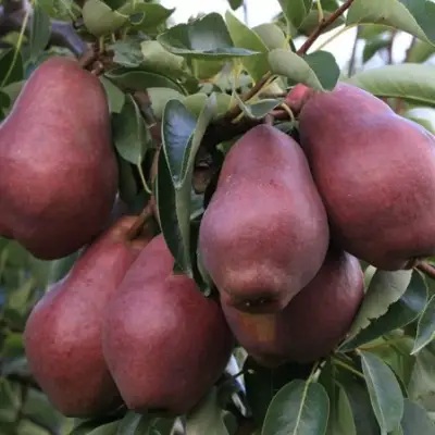 Груша РЕД ВИЛЬЯМС в Светлогорске