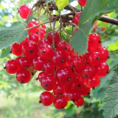 Смородина красная КРАСНАЯ АНДРЕЙЧЕНКО в Светлогорске