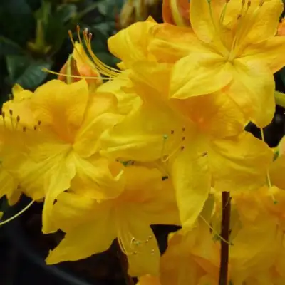 Азалия ЛИМЕТТА листопадная в Светлогорске