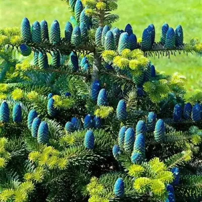 Пихта корейская  в Светлогорске