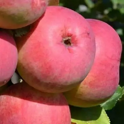 Яблоня ВЭМ-РОЗОВЫЙ в Светлогорске