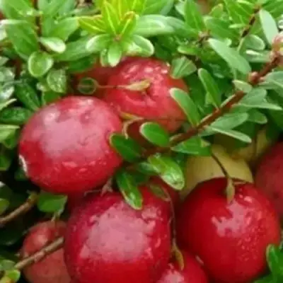 Клюква ХОЛЬШТАЙН в Светлогорске