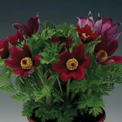 Прострел ПИНВИЛ РЕД ШЕЙДЕС в Светлогорске