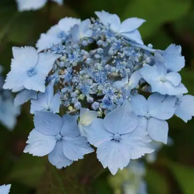 гортензия блю декл