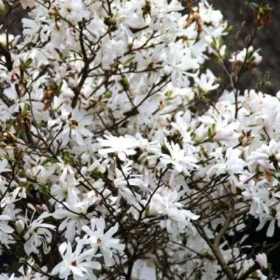 Магнолия СТЕЛЛАТА в Светлогорске