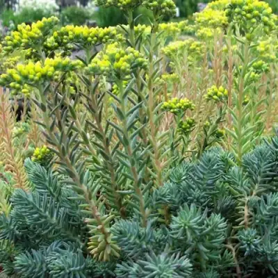 Очиток (седум) отогнутый в Светлогорске