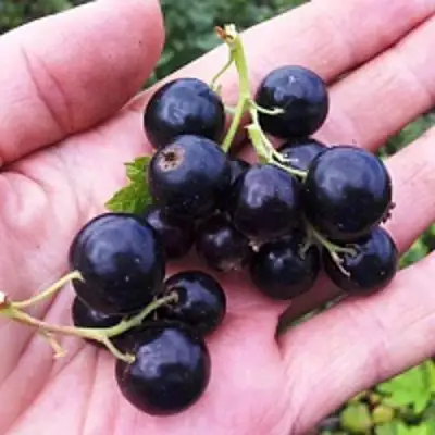 Смородина чёрная ГЕРКУЛЕС в Светлогорске