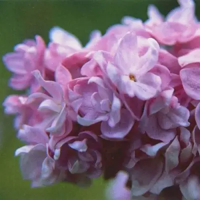 Сирень КАТЕРИНА ХАВЕМЕЙЕР в Светлогорске