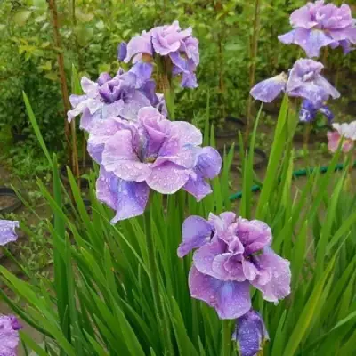 Ирис ХЭВИНГ ФАН сибирский в Светлогорске