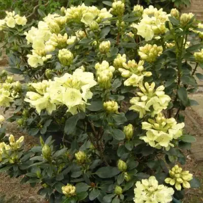 Рододендрон ГОЛДКРОН в Светлогорске