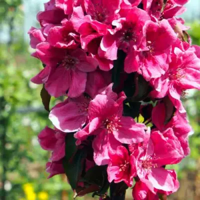 Яблоня МАЛИНОВОЕ ОЖЕРЕЛЬЕ колонновидная в Светлогорске