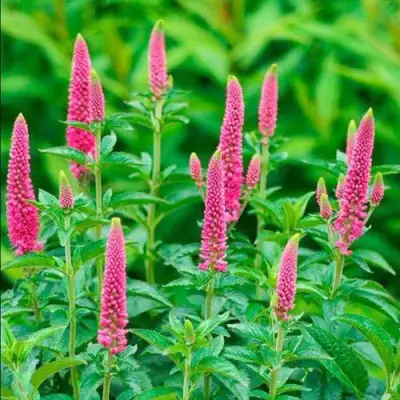 Вероника РОНИКА ФУКСИЯ в Светлогорске