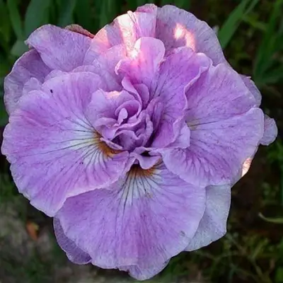 Ирис ИМПЕРИАЛ ОПАЛ сибирский в Светлогорске