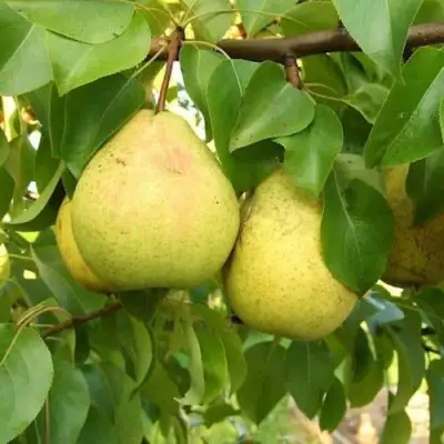 Груша ВЕЛИКАЯ ЛЕТНЯЯ (БОЛЬШАЯ ЛЕТНЯЯ) в Светлогорске