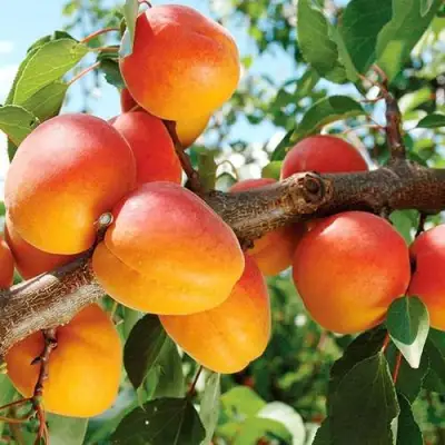Абрикос ТРИУМФ СЕВЕРНЫЙ в Светлогорске