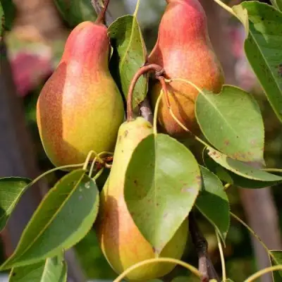 Груша РУССКАЯ КРАСАВИЦА (КРАСАВИЦА ЧЕРНЕНКО) в Светлогорске